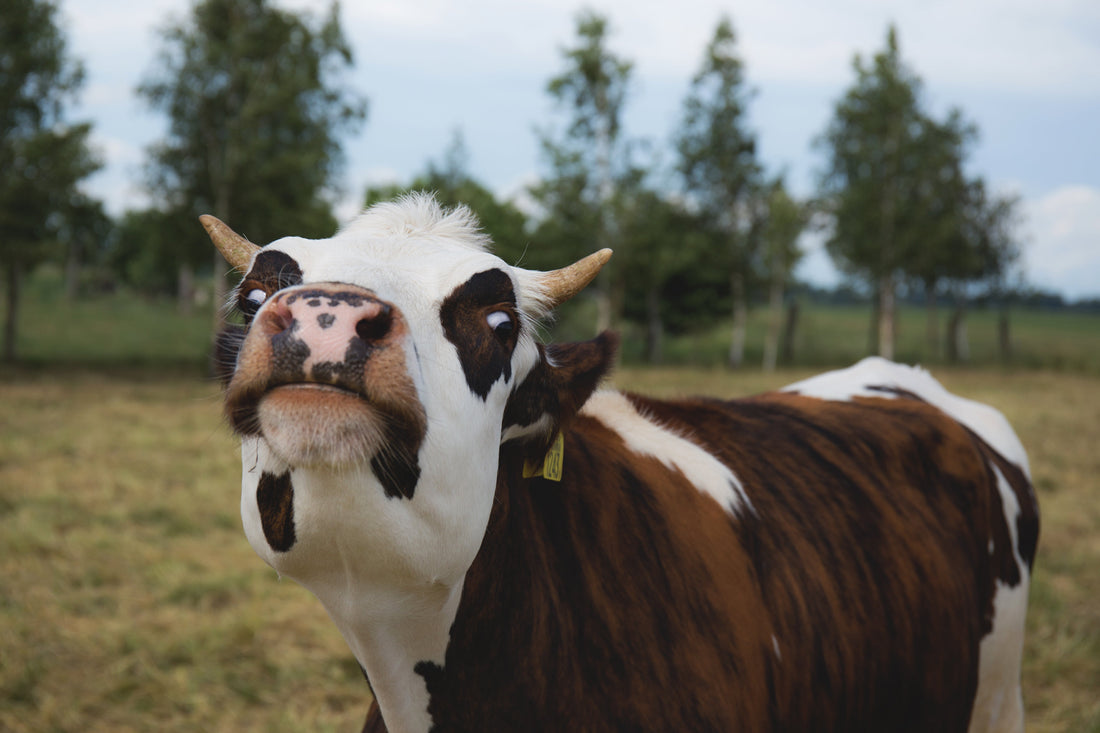 How Regenerative Grazing Is Restoring New Zealand’s Land