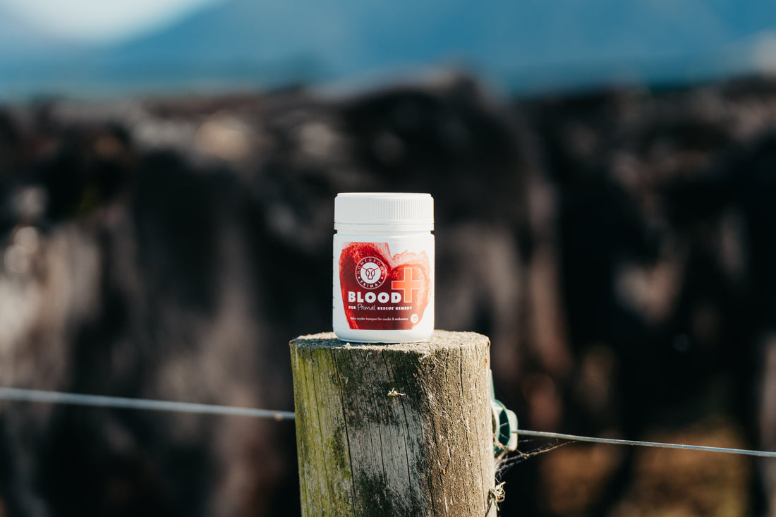 Why Haem Iron Is Essential for Energy, Performance and Health