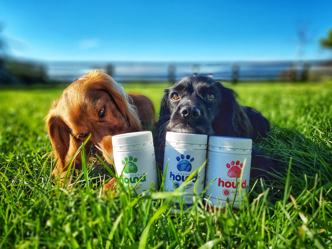 Dog Treats: Can Too Much Organ Meat Be Harmful for Your Dog?