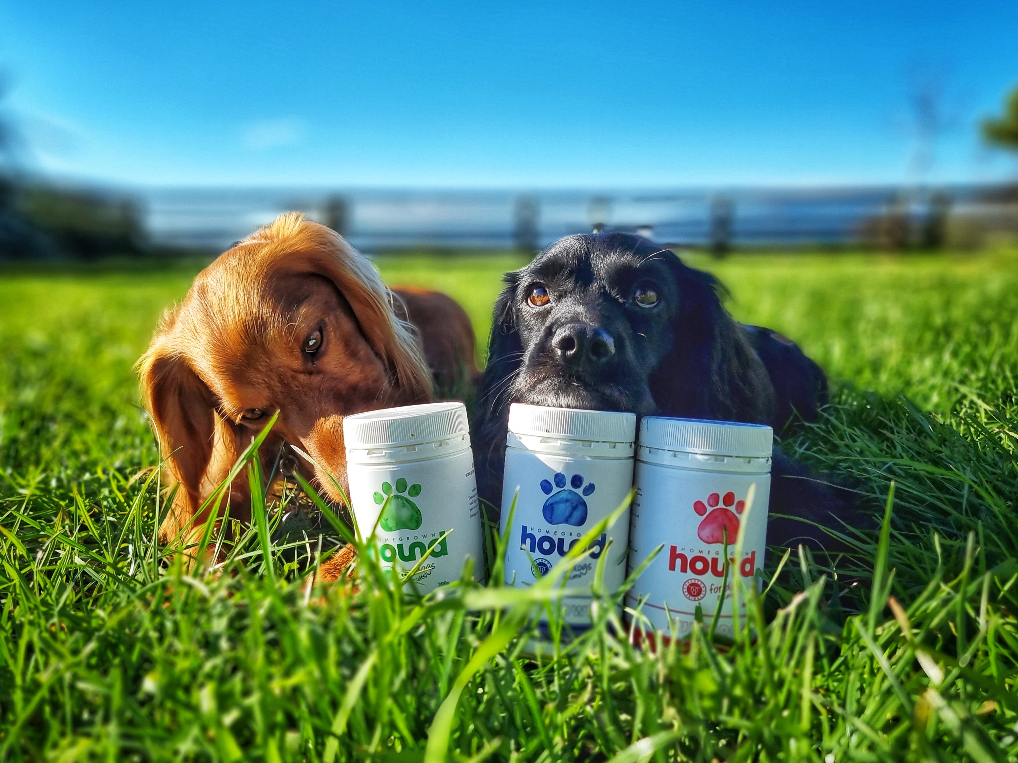 Dog Treats: Can Too Much Organ Meat Be Harmful for Your Dog?