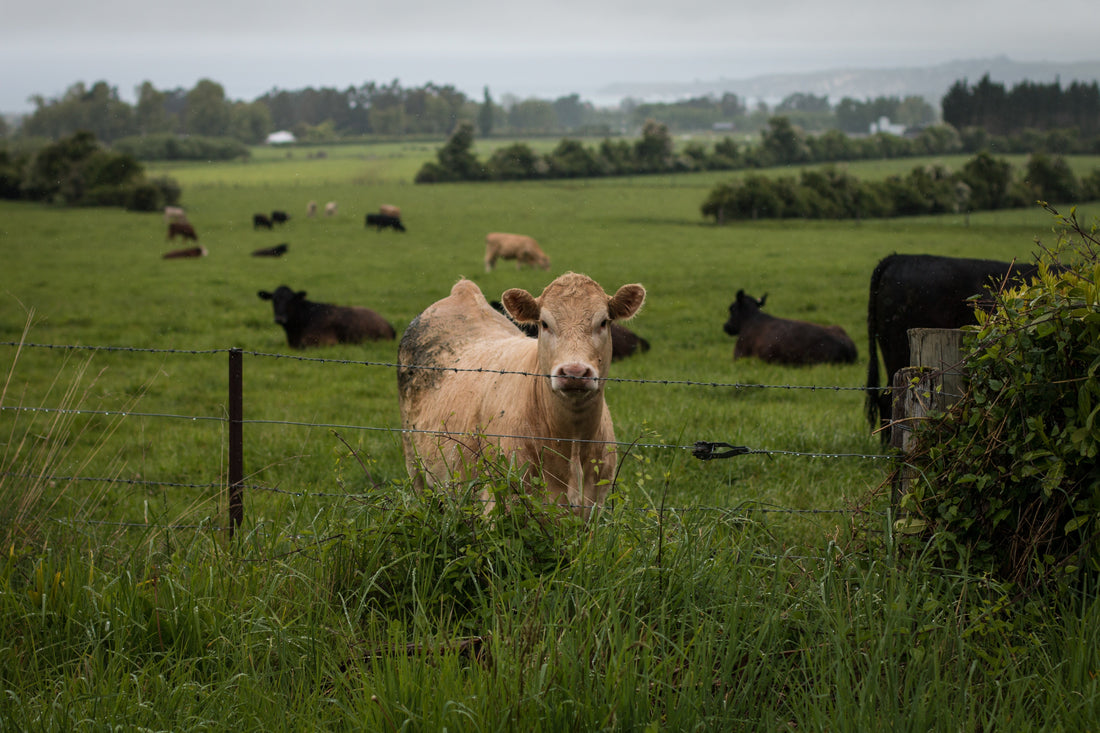 Sorry, But Giving Up Meat Is Not Going to Save The Planet