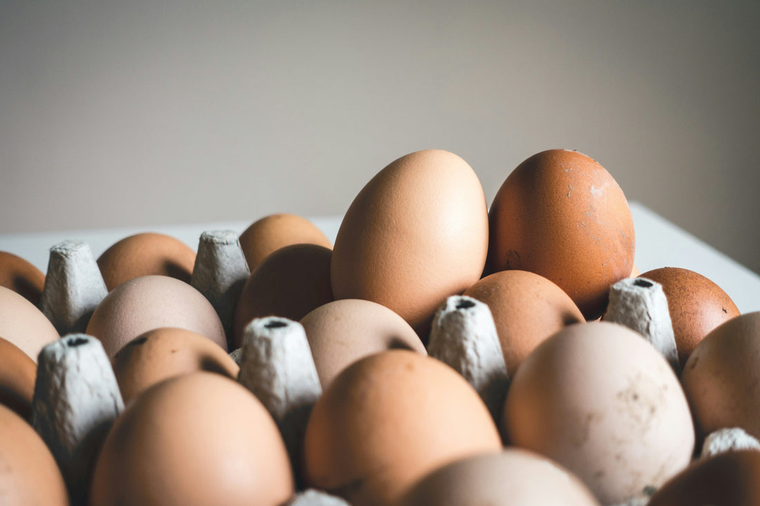 The 12 Essentials of Daily Protein: Getting Enough Protein in your Diet