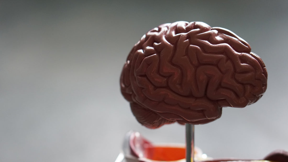The Fat Burning Brain: What Are the Cognitive Effects of Ketosis?
