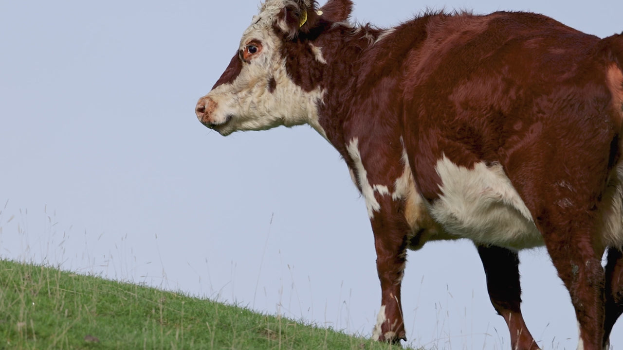 Load video: 100% Grass fed bovine organ nutrition. A guide to bovine organs and their benefits